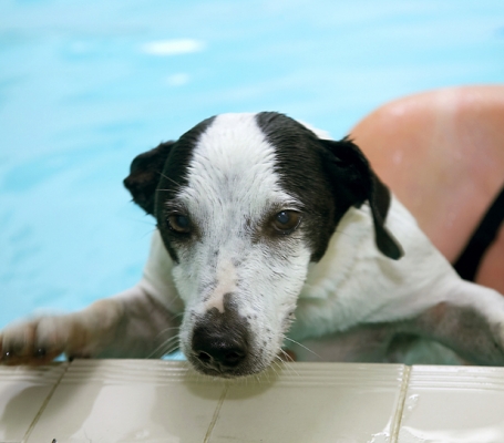 .......... NOW!
Keywords: Jack Russell Laura Sam Swimming Terrier