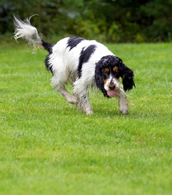 Caught it!
Ключови думи: Cocker Spaniel Dog Dogs Spaniels Tongue Ziggy