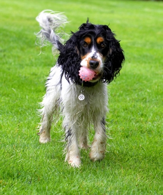 I'll let go of it when I'm ready
Schlüsselwörter: Cocker Spaniel Dog Dogs Spaniels Tongue Ziggy