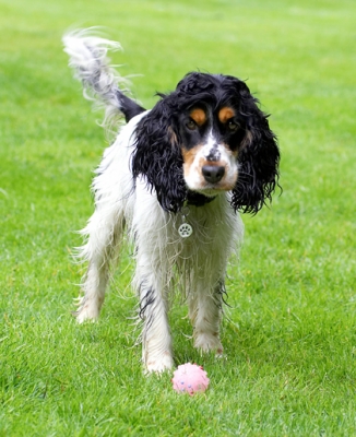 OK, we gonna play again?
Anahtar kelimeler: Cocker Spaniel Dog Dogs Spaniels Tongue Ziggy