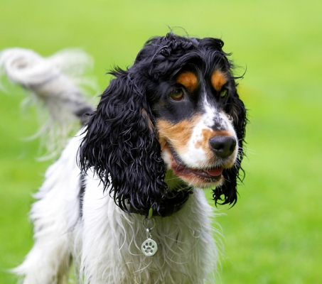 Let's have some action
Palabras clave: Cocker Spaniel Dog Dogs Spaniels Tongue Ziggy