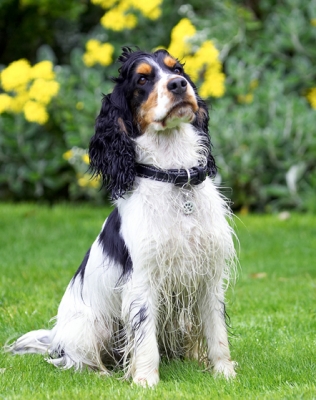 I'm paying attention
Palabras clave: Cocker Spaniel Dog Dogs Spaniels Tongue Ziggy