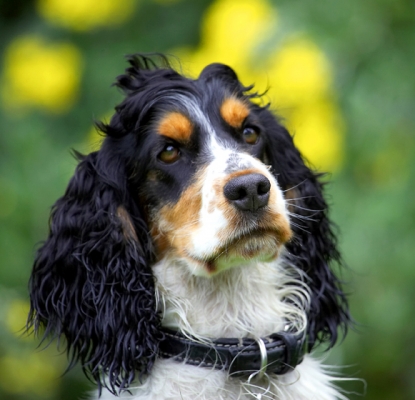 How long do I have to wait?
Palabras clave: Cocker Spaniel Dog Dogs Spaniels Tongue Ziggy