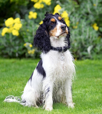 Yes, I can sit still
Ключові слова: Cocker Spaniel Dog Dogs Spaniels Tongue Ziggy