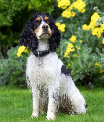 Looking cool
Ключови думи: Cocker Spaniel Dog Dogs Spaniels Tongue Ziggy