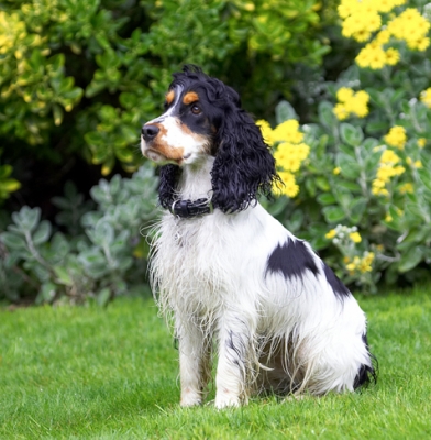 OK, let's try a new position
Mots-clés: Cocker Spaniel Dog Dogs Spaniels Tongue Ziggy