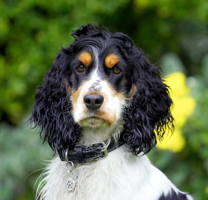 The watch bird
Ključne besede: Cocker Spaniel Dog Dogs Spaniels Tongue Ziggy
