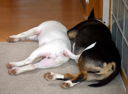 Let sleeping dogs.............
Palabras clave: English Bull Terrier Mana Tapa Terriers