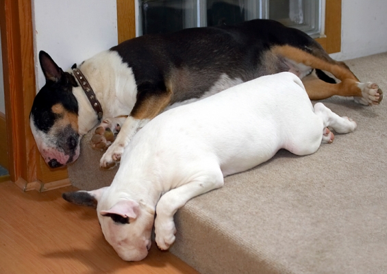 Dog tired
Palabras clave: English Bull Terrier Mana Tapa Terriers