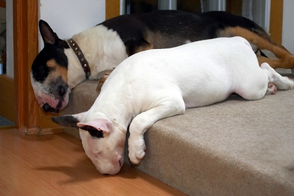 Have I got the hang of lying on the step right?
Ключові слова: English Bull Terrier Mana Tapa Terriers