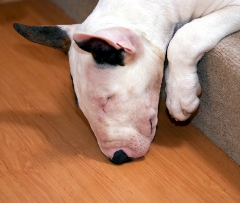 I am sooooooooooo tired
Słowa kluczowe: Dog Dogs English Bull Terrier Mana Terrier
