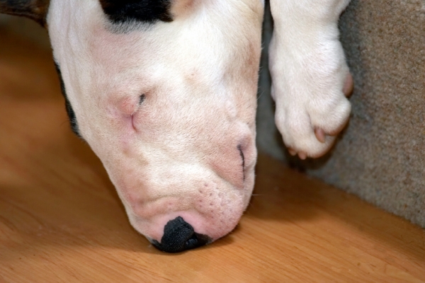 This wood smells really good
Keywords: Dog Dogs English Bull Terrier Mana Terrier
