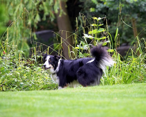 OK, OK, I'll leave the ducks alone
Anahtar kelimeler: Border Collie Collies Dog Dogs Stinky Tongue
