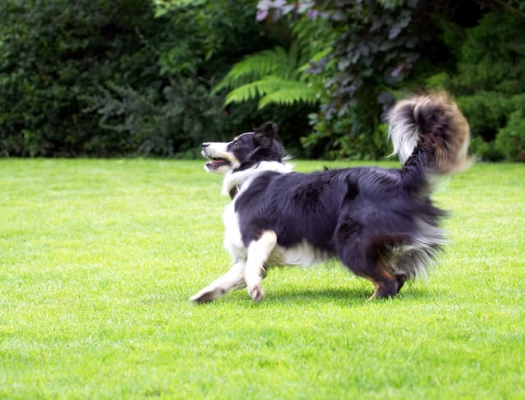 ............. I'm ready
Anahtar kelimeler: Border Collie Collies Dog Dogs Stinky Tongue