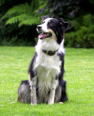 Do I get my reward now?
Λέξεις-κλειδιά: Border Collie Collies Dog Dogs Stinky Tongue