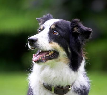I've got my beady eye on you
Keywords: Border Collie Collies Dog Dogs Stinky Tongue