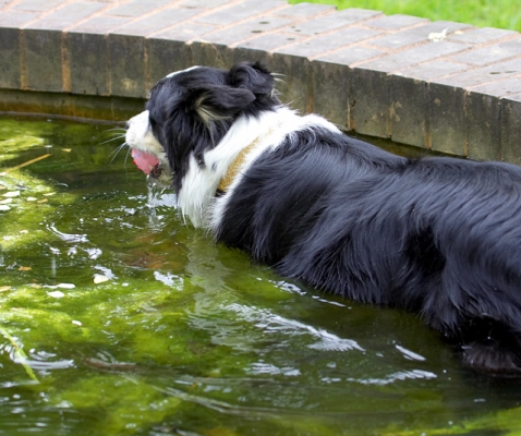 Time to cool off
Anahtar kelimeler: Border Collie Collies Dog Dogs Stinky Tongue