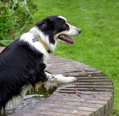 That's enough cooling off
Słowa kluczowe: Border Collie Collies Dog Dogs Stinky Tongue