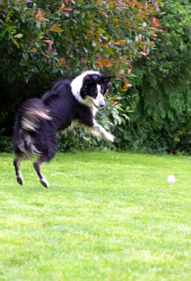 Ooh, peaked too early
Słowa kluczowe: Border Collie Collies Dog Dogs Stinky Tongue