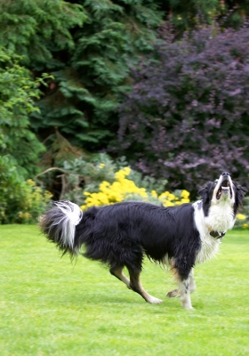 I'm ready
Avainsanat: Border Collie Collies Dog Dogs Stinky Tongue