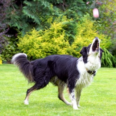Come to mummy
Anahtar kelimeler: Border Collie Collies Dog Dogs Stinky Tongue
