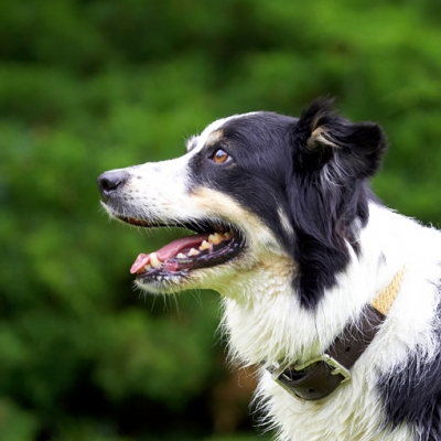 OK, I'm waiting
Ключові слова: Border Collie Collies Dog Dogs Stinky Tongue