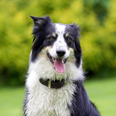 I can't help smiling
Klíčová slova: Border Collie Collies Dog Dogs Stinky Tongue