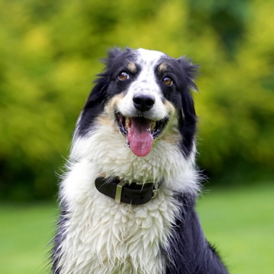 Where are my ears?
Klíčová slova: Border Collie Collies Dog Dogs Stinky Tongue