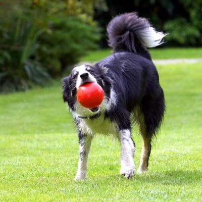 ........ no ball is too big for me ...........
Ключові слова: Border Collie Collies Dog Dogs Stinky Tongue