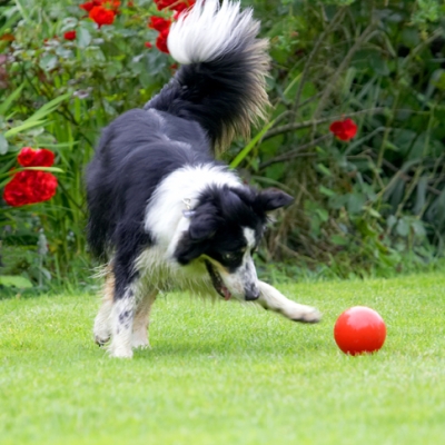 I know, I'll play with it
Ключевые слова: Border Collie Collies Dog Dogs Stinky Tongue