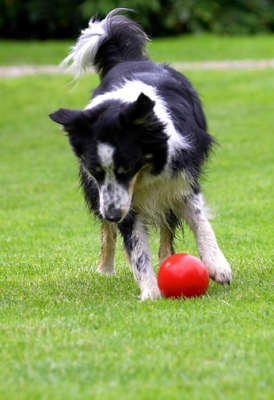 C'mon, move
Anahtar kelimeler: Border Collie Collies Dog Dogs Stinky Tongue