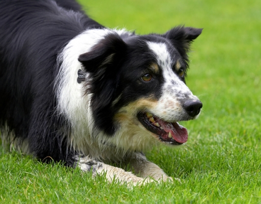 Please throw again
Keywords: Border Collie Collies Dog Dogs Stinky Tongue