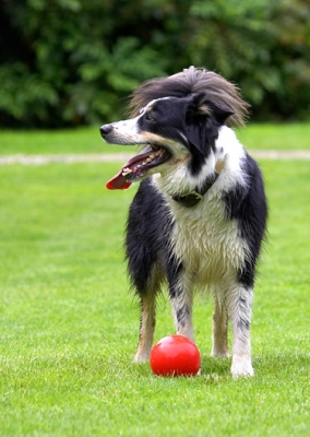 I gotta think this one out
Palabras clave: Border Collie Collies Dog Dogs Stinky Tongue
