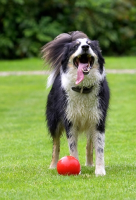 Or, I could just take a breather
Palabras Clave: Border Collie Collies Dog Dogs Stinky Tongue