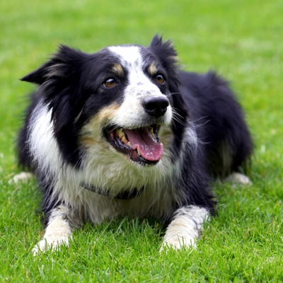 Break time
Keywords: Border Collie Collies Dog Dogs Stinky Tongue