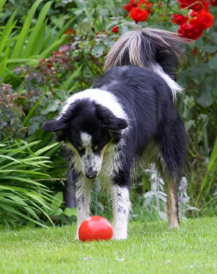 Now, how does this football game go ..........
Palabras clave: Border Collie Collies Dog Dogs Stinky Tongue