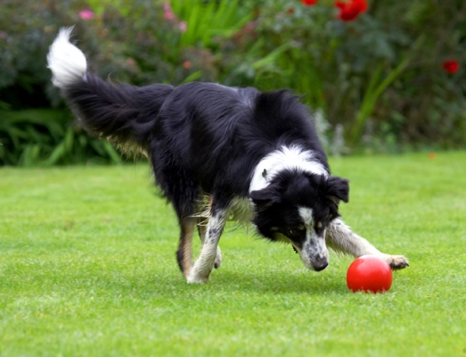 How about feet and head
Schlüsselwörter: Border Collie Collies Dog Dogs Stinky Tongue