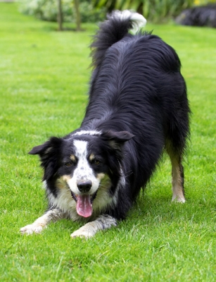 I'm just so playful
Ključne besede: Border Collie Collies Dog Dogs Stinky Tongue