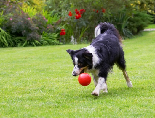 Nearly got it
Ključne besede: Border Collie Collies Dog Dogs Stinky Tongue