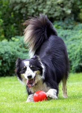 I'm just so clever
Ключові слова: Border Collie Collies Dog Dogs Stinky Tongue