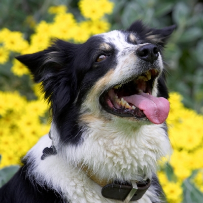 OK, cookie time
Trefwoorden: Border Collie Collies Dog Dogs Stinky Tongue
