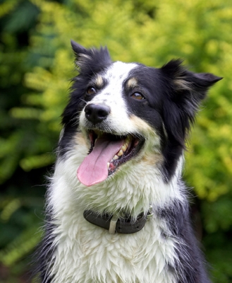 Keywords: Border Collie Collies Dog Dogs Stinky Tongue
