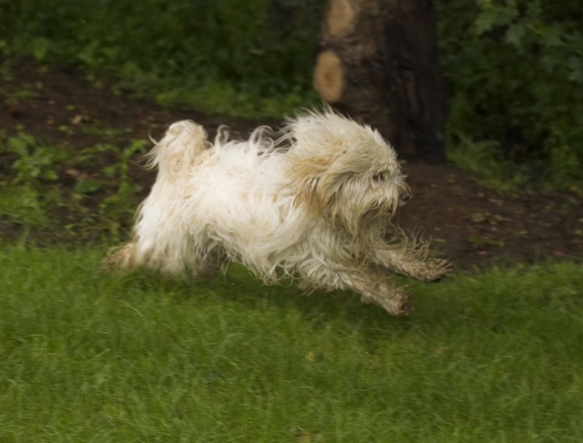 Born to run
Keywords: Dog Dogs Rupert Terriers Tibetan terrier