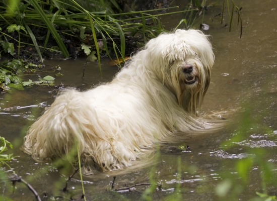 Jus' cooling off
Λέξεις-κλειδιά: Dog Dogs Rupert Terriers Tibetan terrier