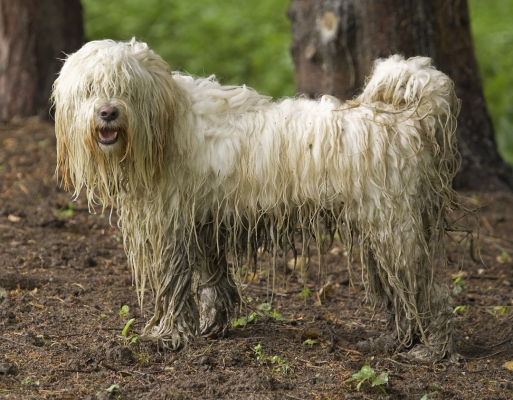 Whadday mean - scruffy?!
Ключові слова: Dog Dogs Rupert Terriers Tibetan terrier