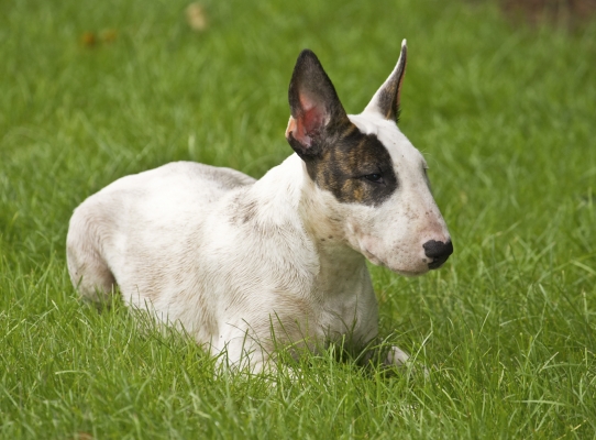 Quiet contemplation - but alert
Keywords: Dog Dogs English Bull Terrier Mana Terriers