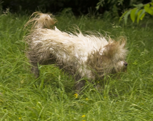 Shake, rattle and .........
Keywords: Dog Dogs Rupert Terriers Tibetan terrier