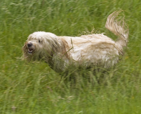 ......... roll
Avainsanat: Dog Dogs Rupert Terriers Tibetan terrier