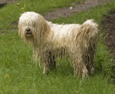 D'ya like my headwear
الكلمات الإستدلالية(لتسهيل البحث): Dog Dogs Rupert Terriers Tibetan terrier