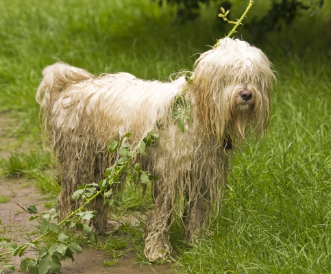 Hey, every cool dude needs one of these
Ключові слова: Dog Dogs Rupert Terriers Tibetan terrier